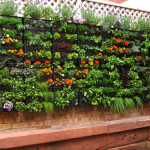 vertical Gardening in Small Spaces